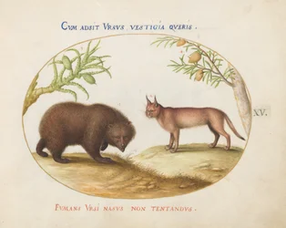 Plate 15: A Bear and a Lynx(?)