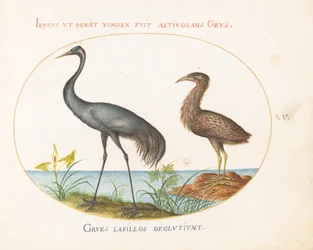 Plate 15: Crane and Bittern(?)