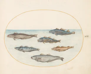 Plate 15: Six Asellorum Fish (Cod?)