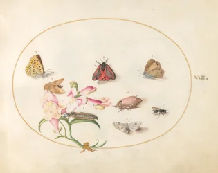 Plate 22: Butterflies with Other Insects and a Snapdragon