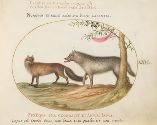 A Red Fox and a Wolf