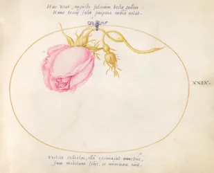 Plate 29: Pink Rose and Rosebud