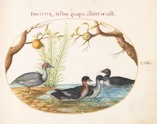 Plate 30: A Muscovy (?) Duck, a Four-Legged Duck, and Two Other Birds