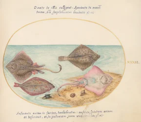Skates with an Egg Case and Two Flat Fish