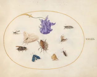 Plate 33: Moth and Butterfly with Other Insects and a Columbine Flower