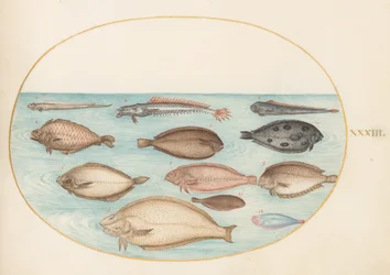 Plate 33: Sole and Other Flatfish with Bandfish
