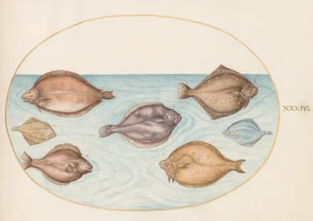 Plate 34: Seven Flatfish