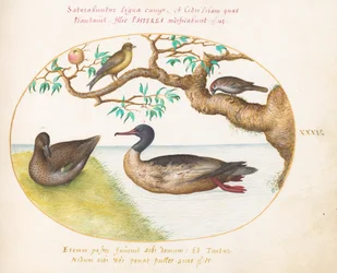 Female Green-Winged Teal, Red-Breasted Merganser(?), Sparrow, and a Greenfinch(?)
