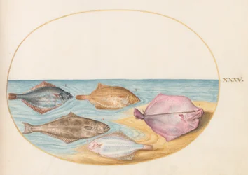 Plate 35: The Undersides of Turbot(?) and Other Flat Fish