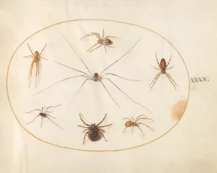 Plate 40: Eight Spiders
