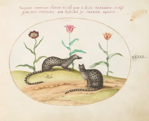 Two Genets with Tulips (Plate 42)
