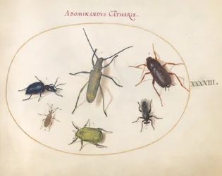 Plate 43: A Golden-Bloomed Gray Longhorn, Tansy Beetle, Cockroach, Leaf-Footed Bug, and Other Insects