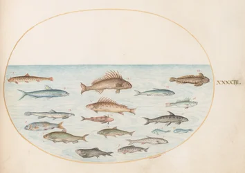 Plate 43: Fifteen Fish