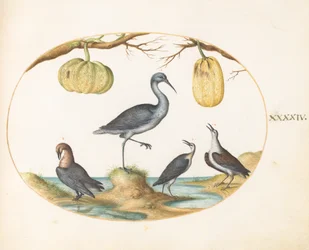 Plate 44: Godwit and Sandpipers with Two Gourds