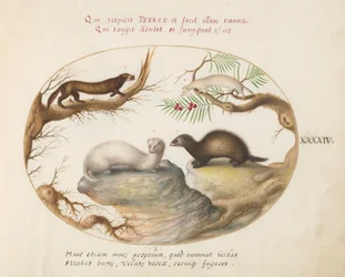 Polecat, Mink, and Ermine (Plate 44)