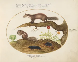 Plate 46: Stone Martin, Chipmunk, and Moles with a Marigold and Lettuce
