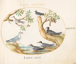 Plate 49: Gulls with a Carob Tree and a Pistachio Tree