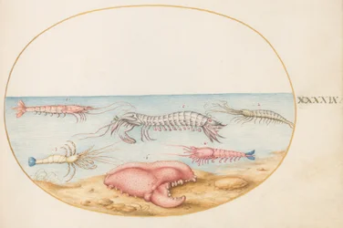 Plate 49: Mantis Shrimp and the Claw of a European Crayfish