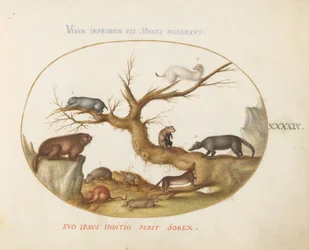 Plate 49: Marmot, Hamsters, Rat, Field Mouse, Shrew, and a Coatimundi