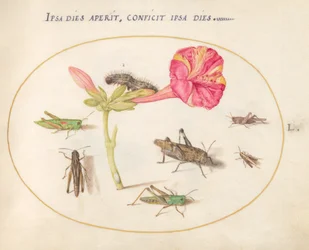 Plate 50: Grasshoppers, a Caterpillar, and a Scale Insect with a Four O