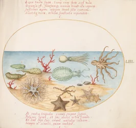 Plate 53: Sea Cucumbers, Coral, Octopus, Starfish, Squid, and Other Sea Creatures