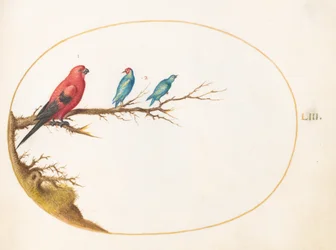 Three Brightly Colored Birds