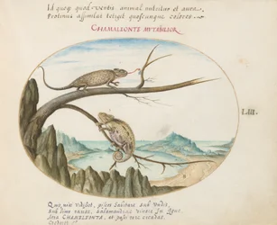 Plate 53: Two Chameleons above San Sebastián, Spain