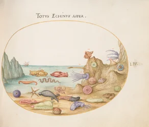 Sea Cucumbers, Sea Urchins, Starfish, a Sea Nettle, a Sea Hare, and Other Marine Life