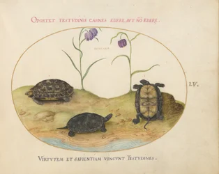 Three Turtles and Two Fritillaria (Plate 55)