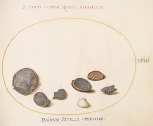 Plate 58: Shells, including Abalone