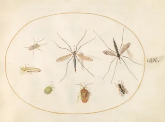 Seven Insects, Including a Hawthorn Shield Bug, Crane Flies, and a Hoverfly (Plate 59)