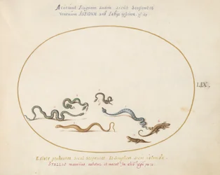 Snakes and a Lizard