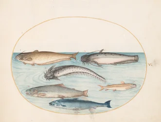 Three Catfish, a Salmon, and Two Other Fish