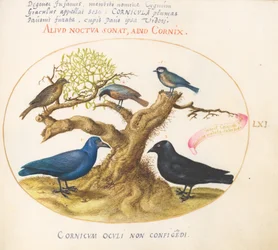 Blue Crow(?), Jackdaw, Chickadee or Tit, and Other Birds
