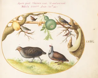 Plate 64: Two Partridges, a Wren, and Other Birds