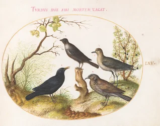 Blackbird, Starling(?), and Other Birds (Plate 65)