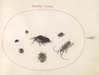 Two Oil Beetles, a Longhorn Beetle, and Four Other Insects