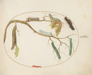 Large White and Small White Butterfly Caterpillars, Hornworm Caterpillar, Broom Moth Caterpillar, and Others