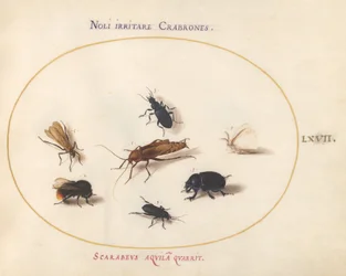 Plate 67: Seven Insects, Including a White Butterfly and a Bee