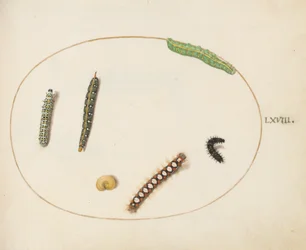 Leafy Spurge Hawkmoth Caterpillar, Mullein Moth Caterpillar, and Other Caterpillars