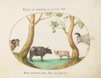 A Variety of Oxen with a Ram and a Water Buffalo by a Plane Tree (Plate 6)