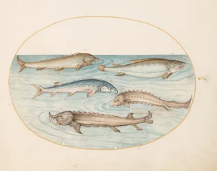 Plate 6: Five Catfish and Sturgeon (?)