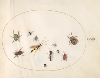 Plate 72: Shield Bug, Cinnamon Bug, Wasp, and Other Insects