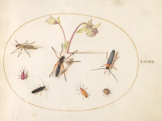 Plate 76: Insects with a Pink and Cream Columbine
