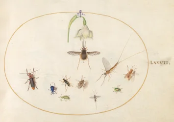 Plate 77: Dotted Bee Fly with a White Flower, a Mayfly, a Blue Weevil, and Other Insects