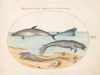 Plate 8: A Dolphin, Two Seals, a Brethmechin, and Shells