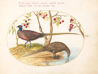 Two Pheasants with Fruiting Plants