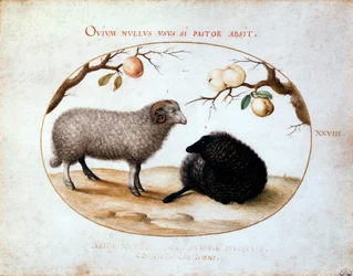Ram, Black Sheep and Two Apple Branches