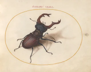 Scarab Beetle