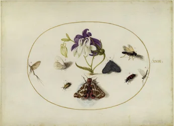 Butterflies by a Columbine, Plate XXIX